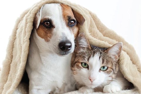 pet_blankets
